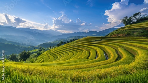 Cultivate rice amid field and sky with clouds