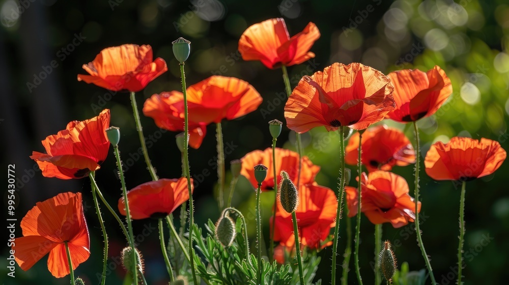 Obraz premium Vibrant red poppies in the sunlight on a summer day outdoors