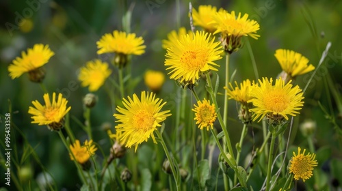 Vibrant yellow blooms of Sonchus arvensis