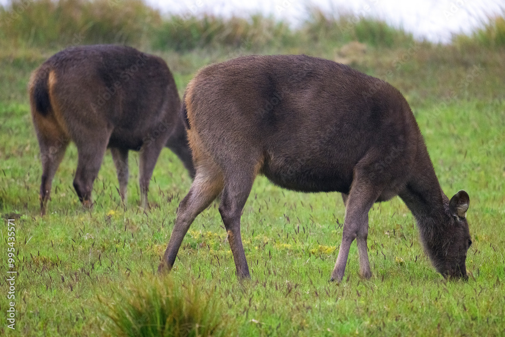 A pair of Sambar deer grazing, in Horton Plains. A pair of Sambar deer grazing, in Horton Plains.