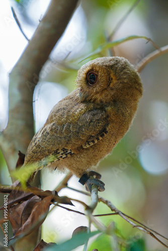 Foto celepuk jawa or javan scops owl (Otus angelineae) perched on tree branch in the
