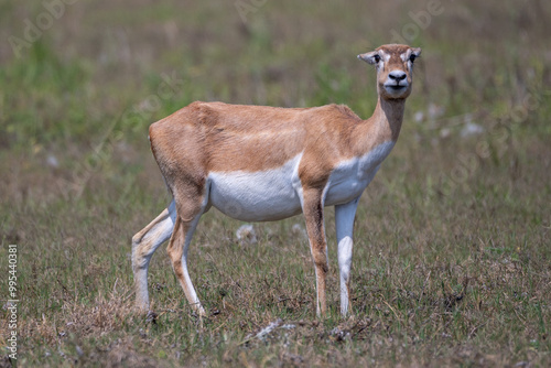 Photography Blackbuck doe in the grasslands
