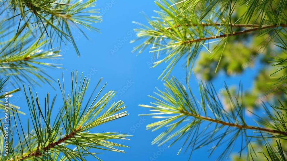 The beauty of nature long green needles on bright pine twigs against a blue sky backdrop featuring Pinus sylvestris The beauty of nature long green needles on bright pine twigs against a blue sky backdrop featuring Pinus sylvestris