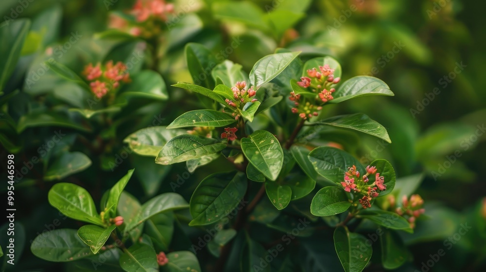 Green plant with small red flowers Green plant with small red flowers