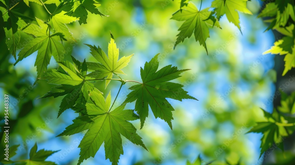 Green maple leaves in early spring are youthful Green maple leaves in early spring are youthful