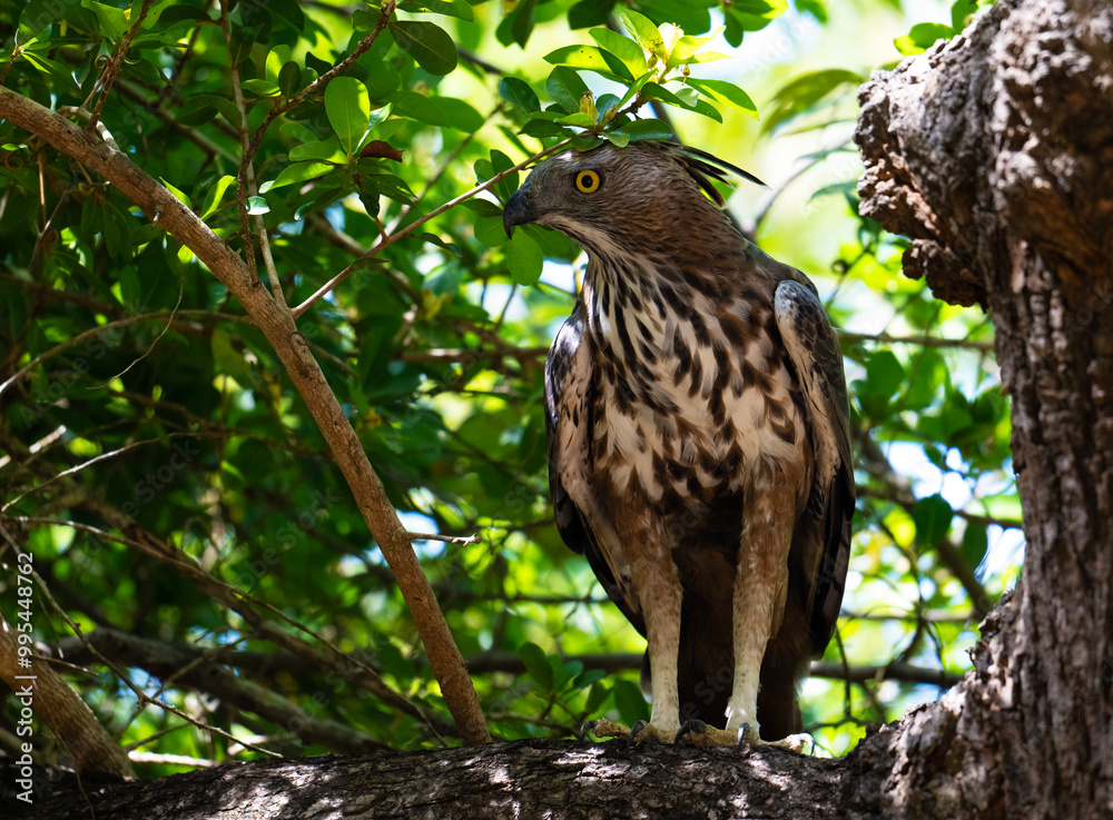 Hawk Crested Eagle, perching and searching, in a tree. Hawk Crested Eagle, perching and searching, in a tree.