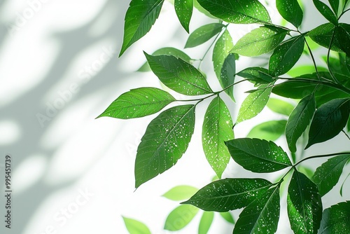 Close-up of Green Leaves with White Spots Against a White Background