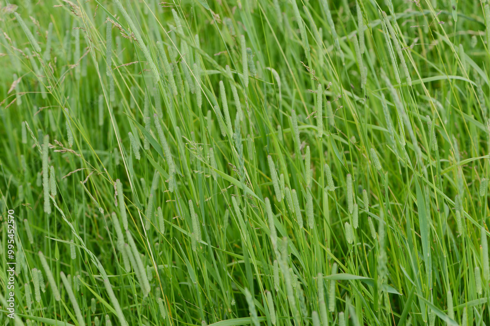 Obraz premium Wiesenlieschgras, Timothe, Phleum pratense