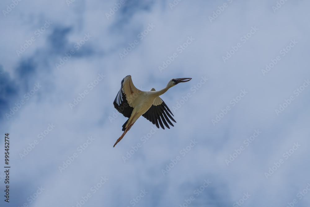 Obraz premium Asian Openbill in the flight. The Asian openbill or Asian openbill stork (Anastomus oscitans ) is a large wading bird in the stork family Ciconiidae.