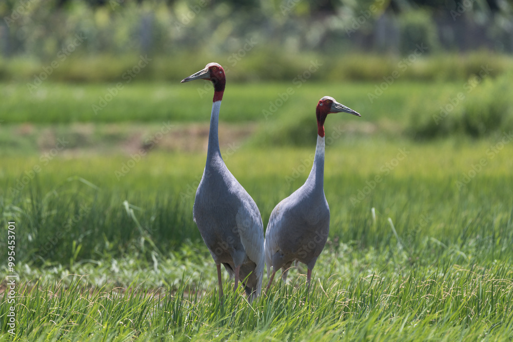 Obraz premium Pair of Sarus Crane (Grus antigone) in the farmland, the tallest flying bird in the world. 