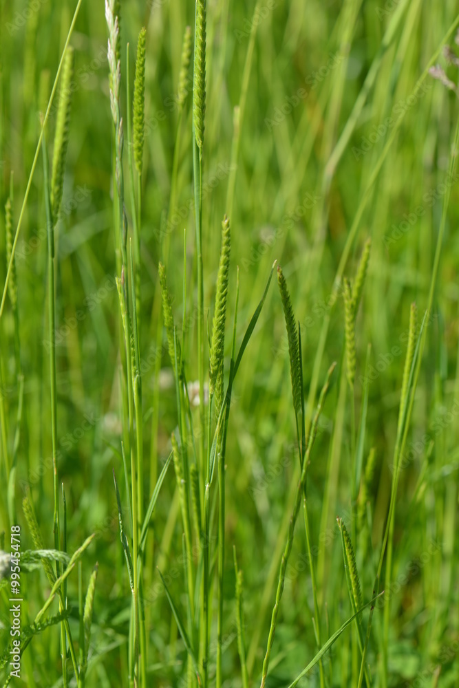 Wiesen-Kammgras, Cynosurus cristatus Wiesen-Kammgras, Cynosurus cristatus