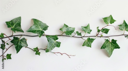 Ivy branch on white backdrop