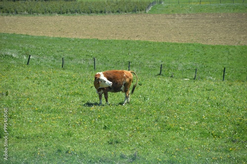 cow in the meadow