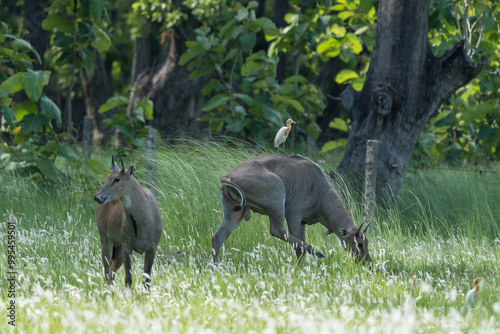 Nilgai also known as Blue Bull in the forest. The nilgai is a large antelope native to South Asia, known for its distinctive blue-gray coat, it inhabits grasslands and scrublands. photo