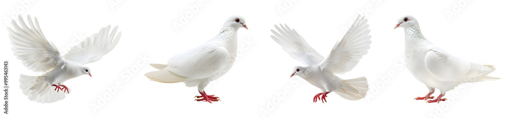 Four Elegant White Doves in Various Poses Isolated on Transparent Background Four Elegant White Doves in Various Poses Isolated on Transparent Background