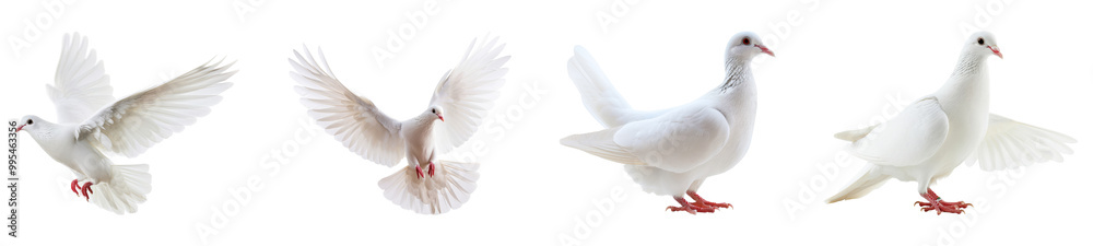 Four Elegant White Doves in Various Poses Isolated on Transparent Background Four Elegant White Doves in Various Poses Isolated on Transparent Background