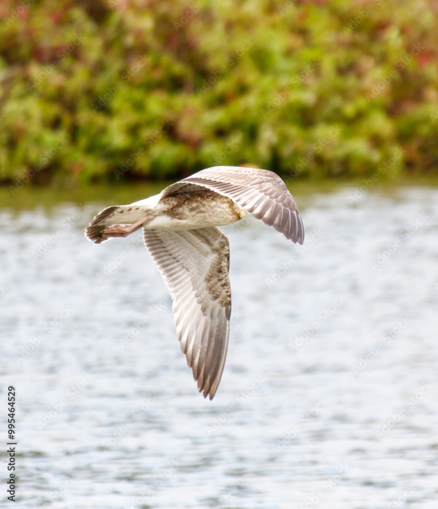 A bird is flying over a body of water A bird is flying over a body of water