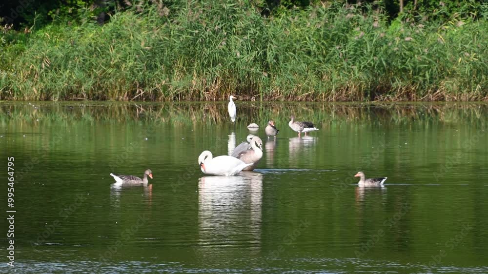 Waterfowl swimming and preening in the pond. Mute swan, grey heron, great egret, greylag goose. Waterfowl swimming and preening in the pond. Mute swan, grey heron, great egret, greylag goose.