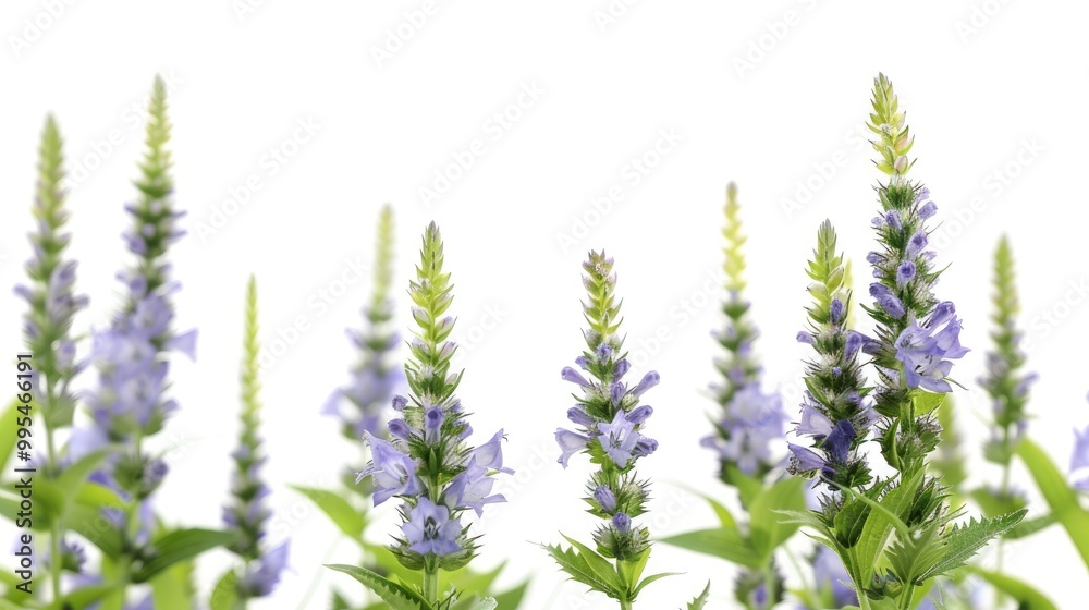 Speedwell flower Veronica sp against white backdrop Speedwell flower Veronica sp against white backdrop