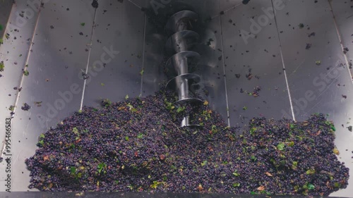 Grapes being processed in screw conveyor