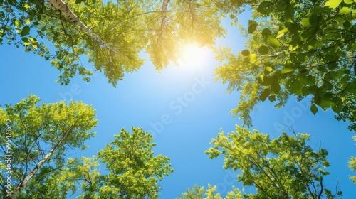 Image of trees under clear blue sky