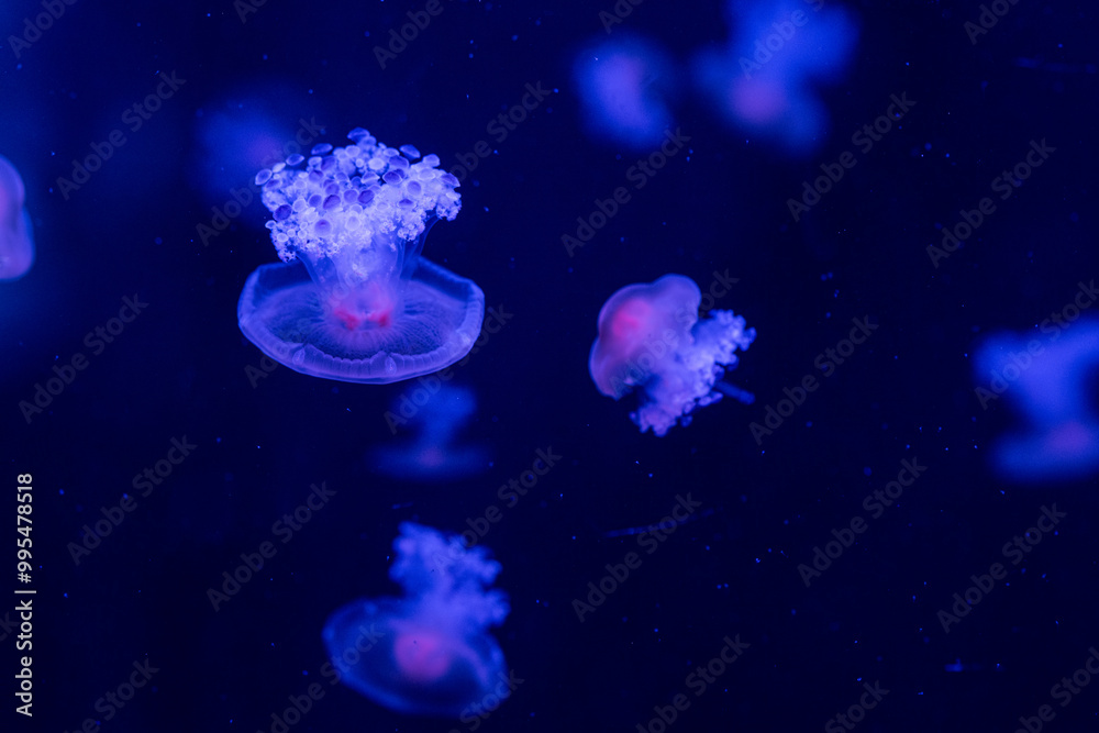Colorful jellyfish floating gracefully in deep blue water at an aquarium Colorful jellyfish floating gracefully in deep blue water at an aquarium
