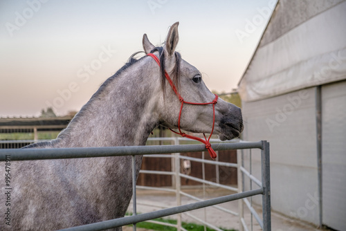 Cavallo nel recinto
