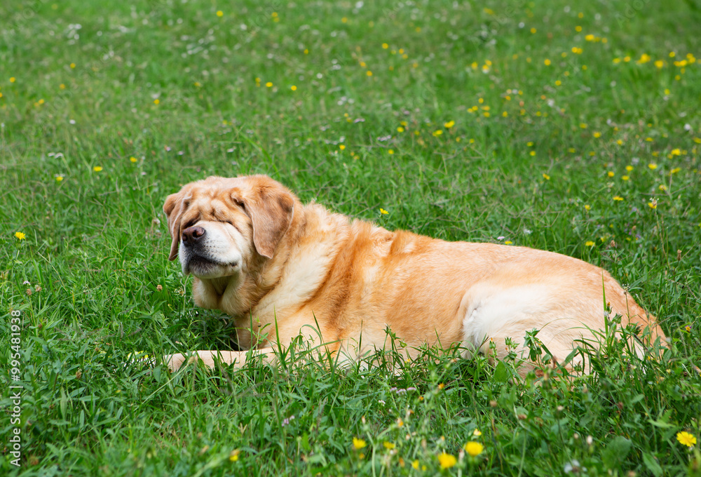 Adorable puppy lying in a sunlit field, enjoying the warm sunshine and peaceful surroundings, perfect for relaxation and outdoor play Adorable puppy lying in a sunlit field, enjoying the warm sunshine and peaceful surroundings, perfect for relaxation and outdoor play