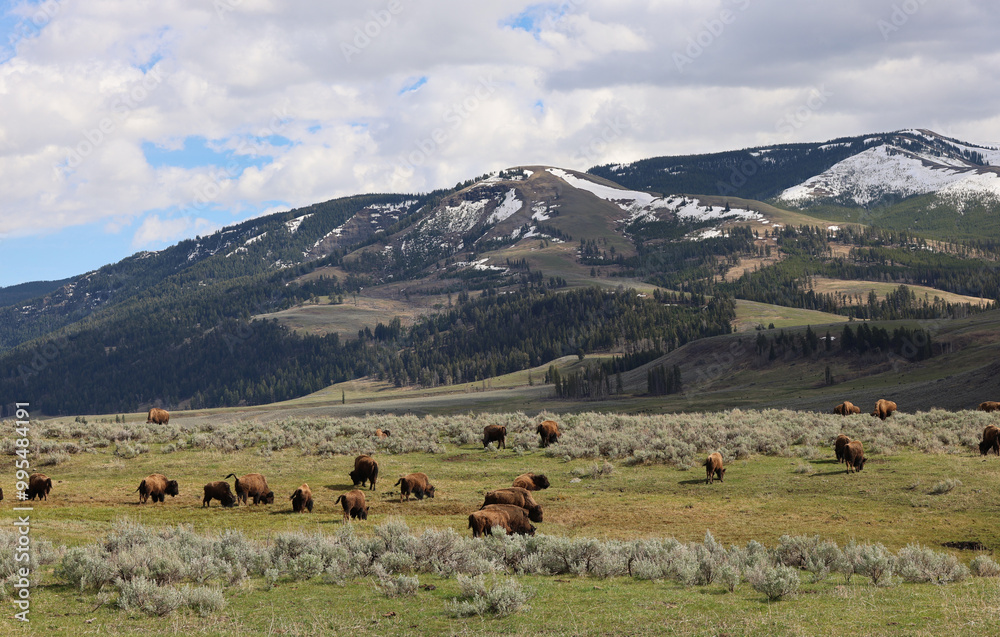 Bisons in Lamar Valley, Yellowstone Bisons in Lamar Valley, Yellowstone