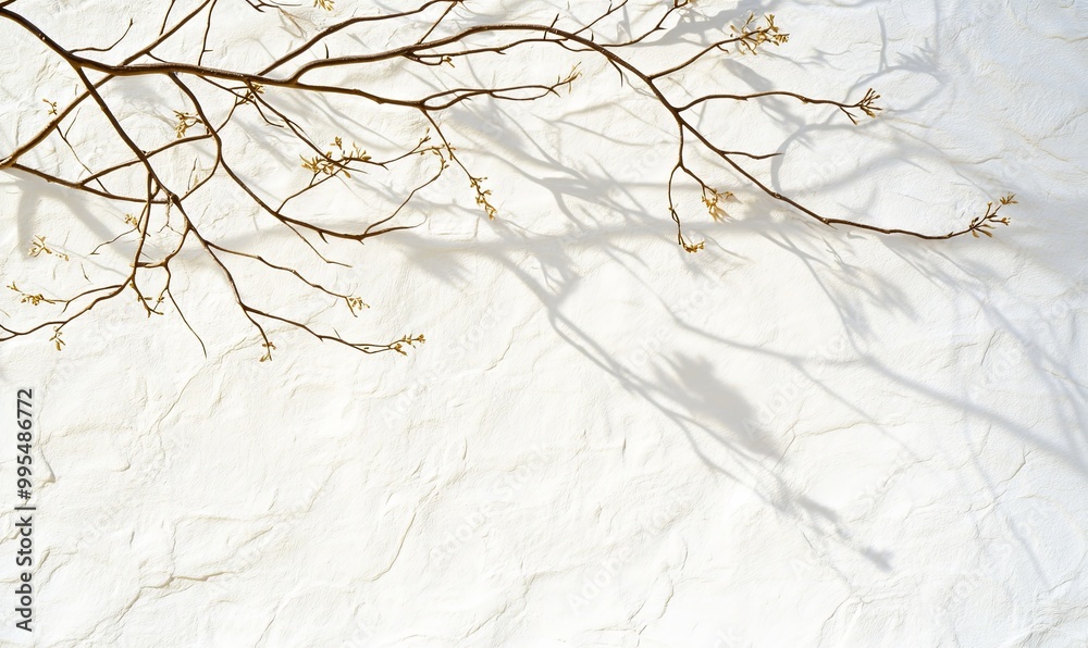 Textured White Ground with Bare Branch Shadows