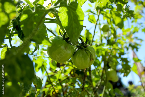 Green tomatoes on plants