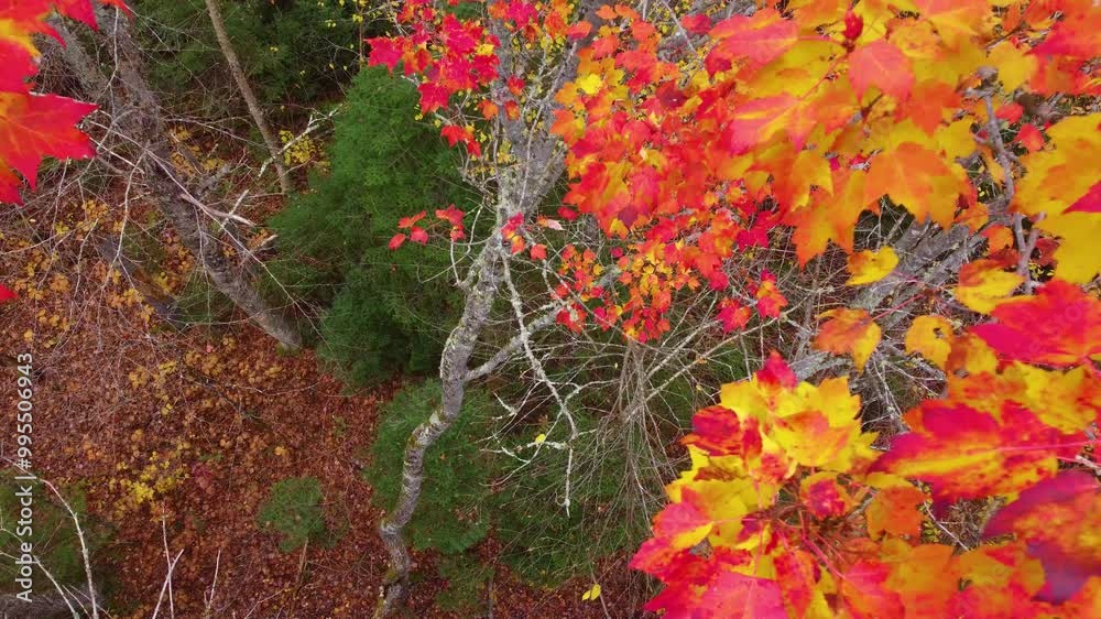 aerial descent into explosive golden yellow and red fall leaf change colors in Mont Tremblant, Québec, Canada aerial descent into explosive golden yellow and red fall leaf change colors in Mont Tremblant, Québec, Canada