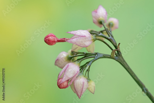 The beauty of the bagflower or bleeding heart flower in bloom. This plant has the scientific name Clerodendrum thomsoniae. 
