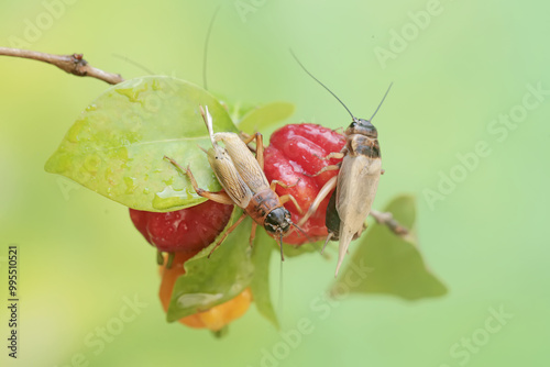 Two field crickets are eating Surinam cherry fruit. This insect has the scientific name Gryllus campestris. photo