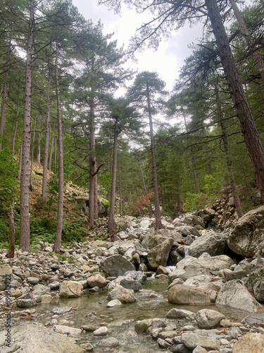 Forêt de Venaco et ravin du Mulinello en Corse dans le massif du Rotondo photo