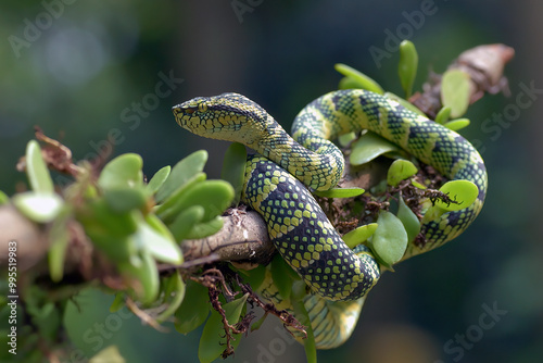 Wagler pit viper coiled on a tree branch