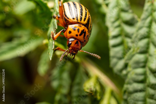 Colorado bug