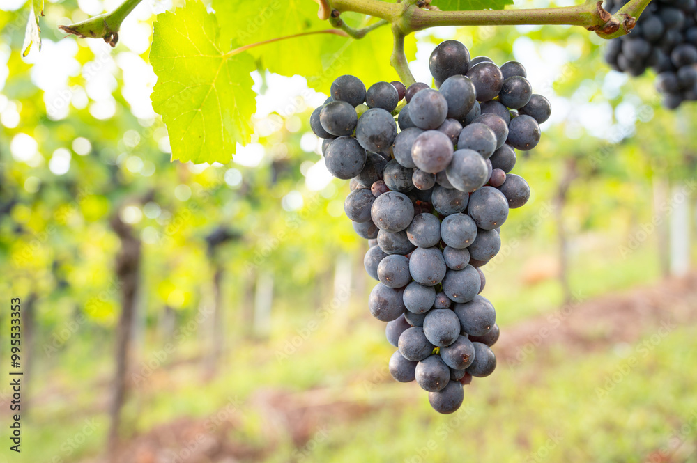 Naklejka premium Blue grapes, Pinot Noir wine growing on vine, vineyard in Trier, Moselle Valley, Germany, landscape and agriculture, rhineland palatine