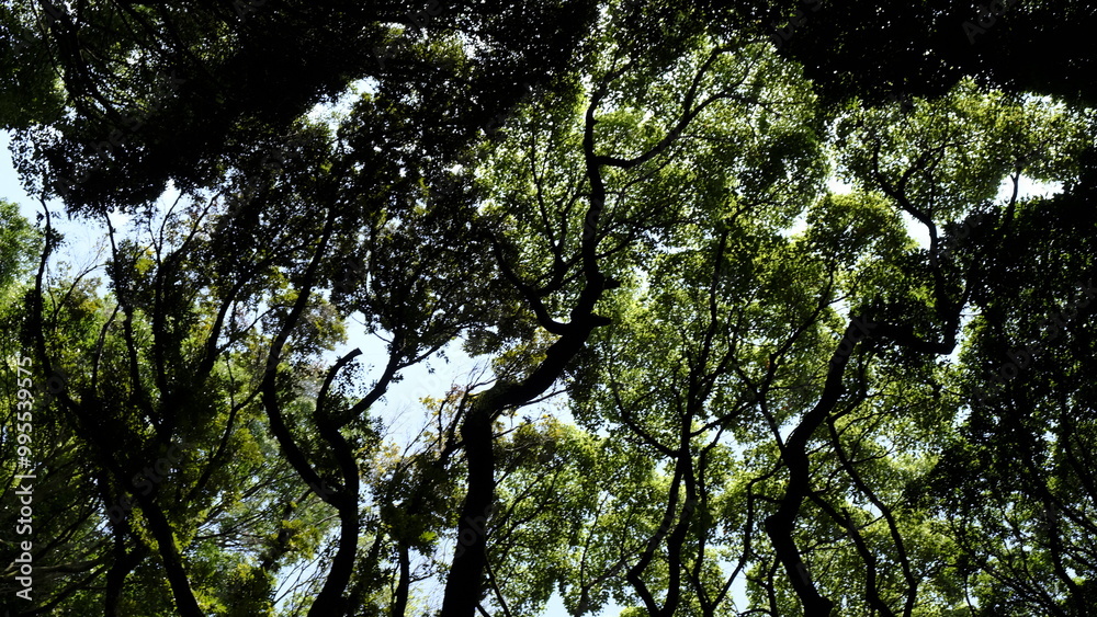 tree branches tree branches