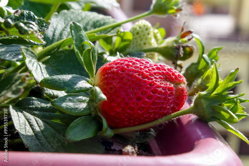 Red strawberry with green leaves