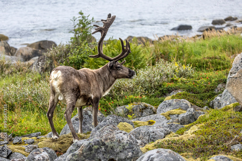 Reindeer feeding at the edge of a fjord on Senja Island, Norway