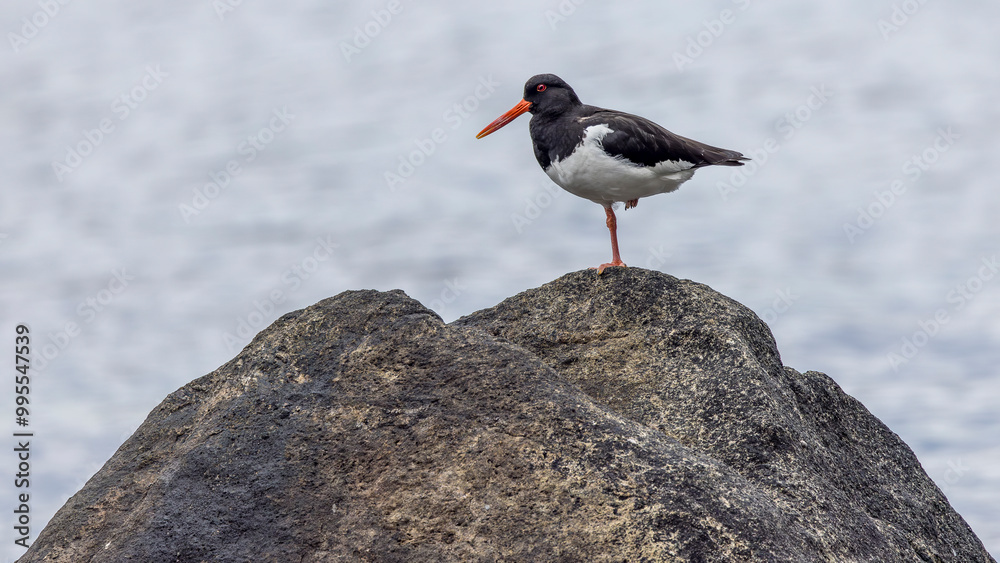 Oystercatcher resting on a rock in a Norwegian fjord Oystercatcher resting on a rock in a Norwegian fjord