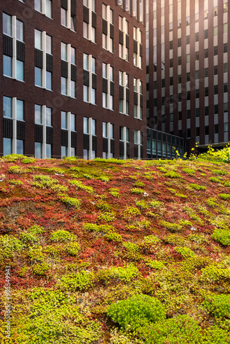 A green rooftop garden featuring various plants and mosses seen on a modern office building complex, highlighting sustainable architecture and urban green spaces in city environments in Rotterdam photo