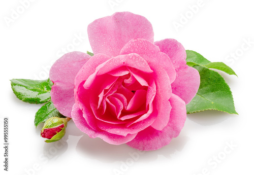 Fototapeta Naklejka Na Ścianę i Meble -  Pink rose or Bulgarian or Damask rose covered with water drops. File contains clipping path.