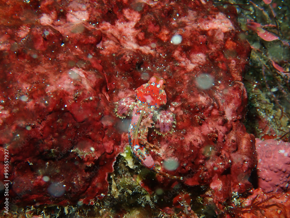 Japanese dragonet in Izu, Japan Japanese dragonet in Izu, Japan