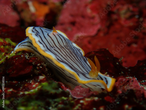 Beautiful nudibranch, Chromodoris burni in Izu, Japan photo