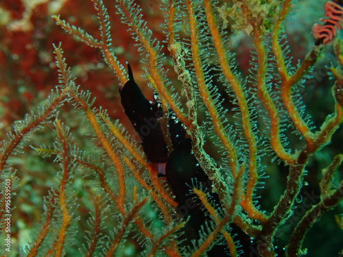 Protaeolidiella juliae, nudibranch in Izu, Japan photo