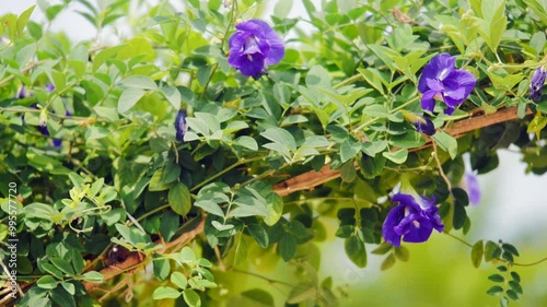 panning shot of beautiful blue aparajita flower blossom blooming in garden. also know as Clitoria ternatea, Asian pigeonwings, bluebellvine, blue pea, butterfly pea, cordofan pea or Darwin pea, photo