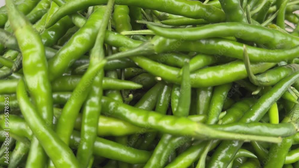 a huge pile of green chilis for sale at for sale at the farmers or sabzi mandi market a huge pile of green chilis for sale at for sale at the farmers or sabzi mandi market
