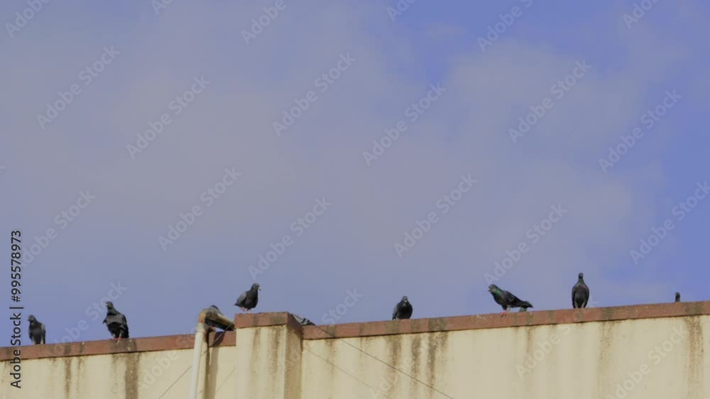 group pigeons are close up shot group pigeons are close up shot